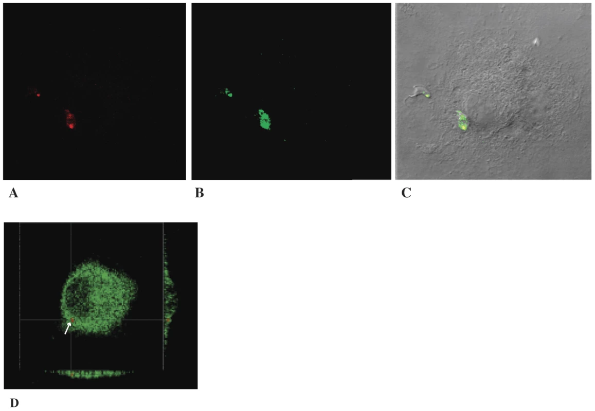 Colocalization of cruzain and NF-κB P65.