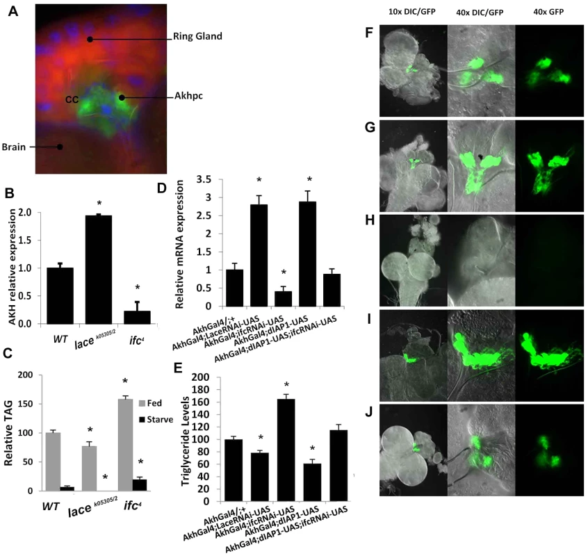 Caloric intake-independent obesity via regulation of Akhp cell viability and function.