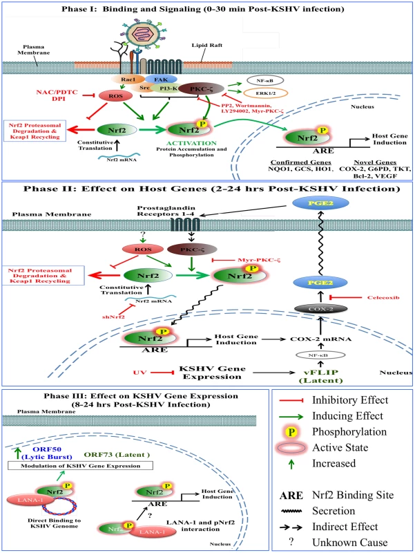Schematic diagram showing Nrf2 induction and consequences during <i>de novo</i> KSHV infection of endothelial cells.