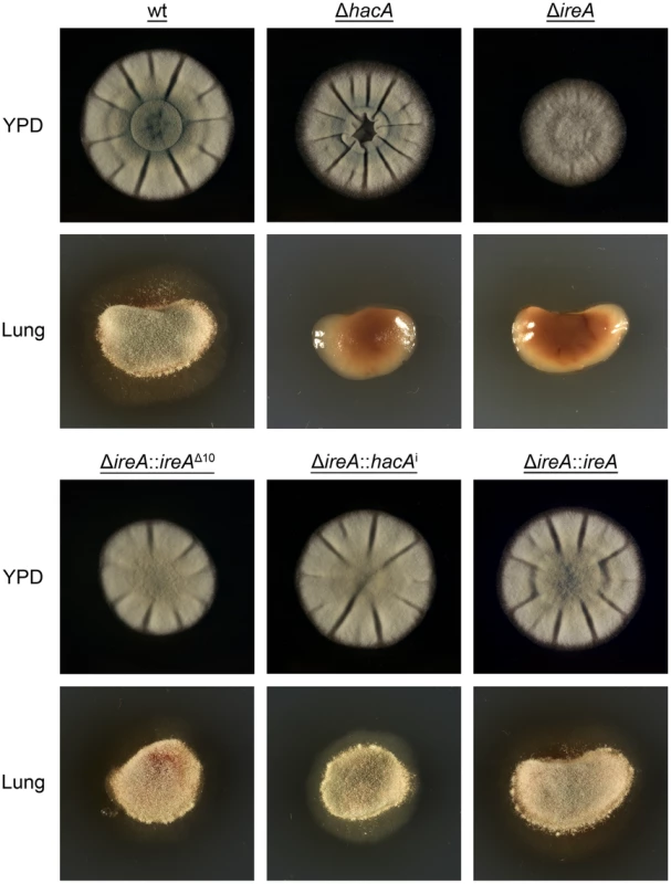 IreA promotes growth on lung tissue.