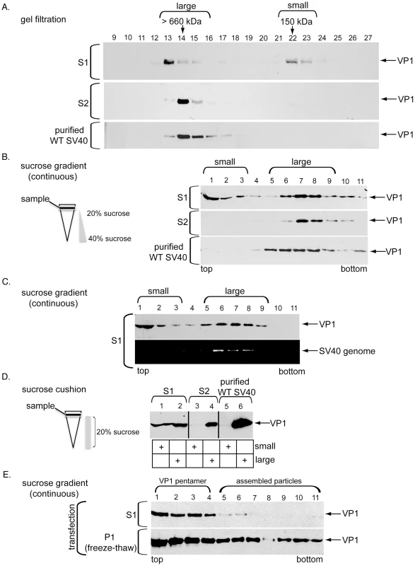 ER-localized SV40 is large, while cytosol-localized SV40 is large and small.