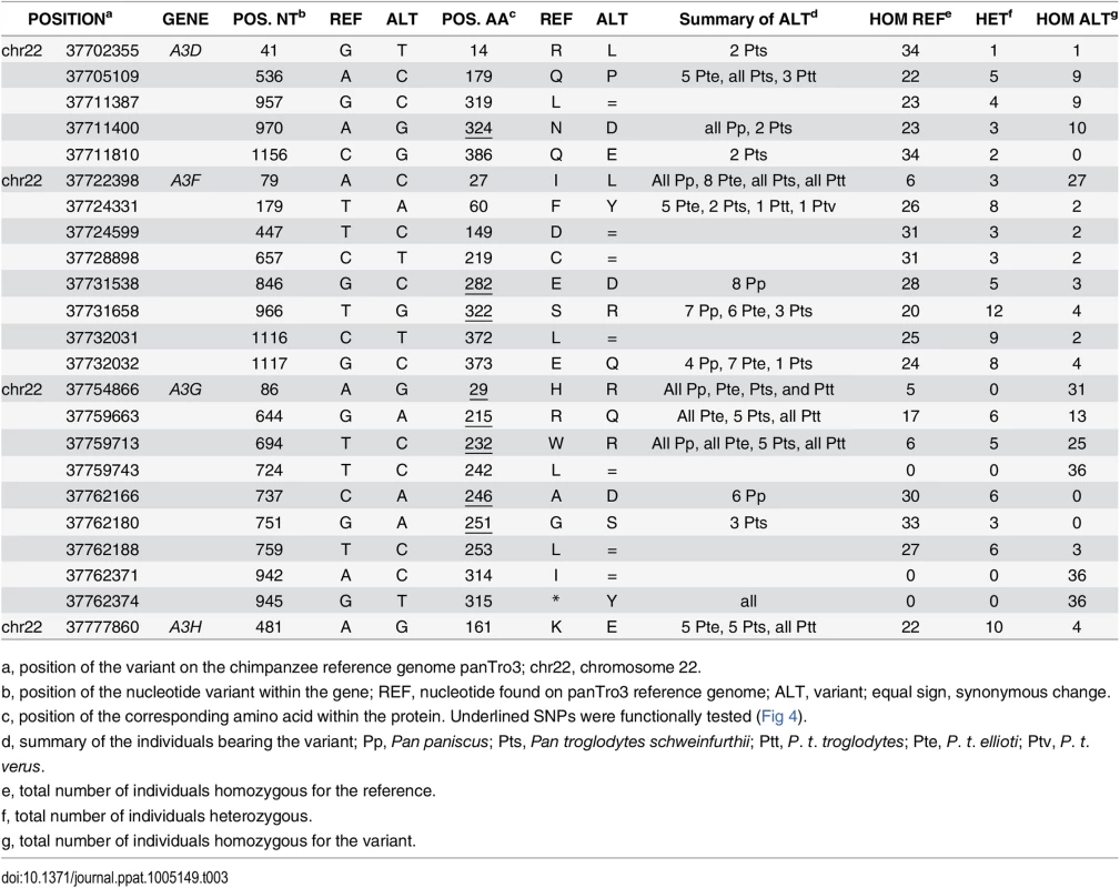 Genetic variations in <i>APOBEC3</i> genes between and within chimpanzee (sub)species.