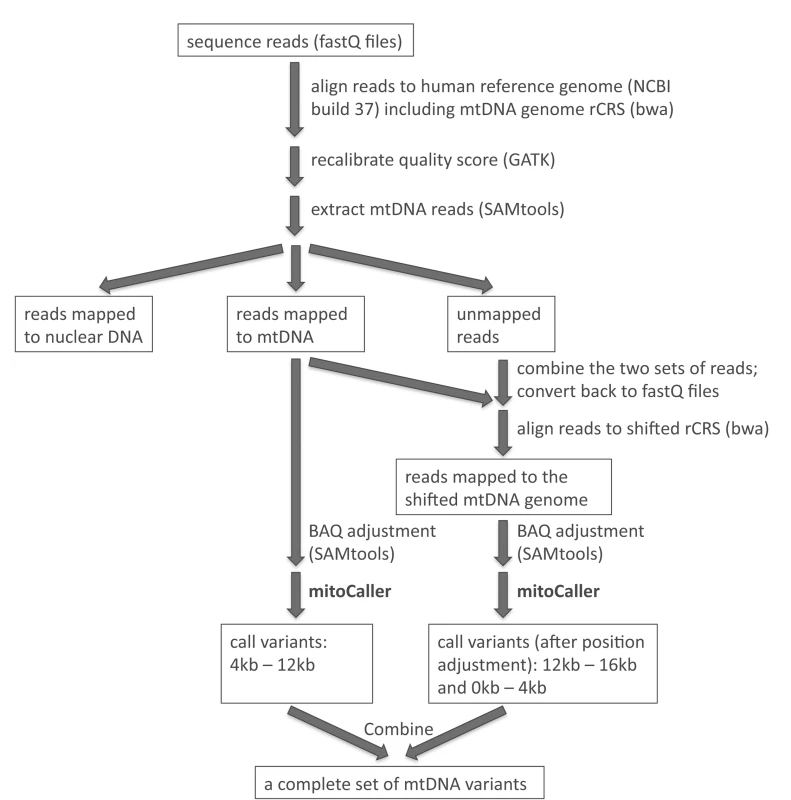 Analysis pipeline to identify mtDNA variants includes aligning sequence reads to the whole genome reference (including mtDNA rCRS reference); extracting mtDNA reads; combining mapped and unmapped reads to do a second alignment to the shifted rCRS reference; applying the mtDNA variant caller separately to the reads mapped to the two linear mtDNA reference genomes; and combining the two sets of called mtDNA variants.