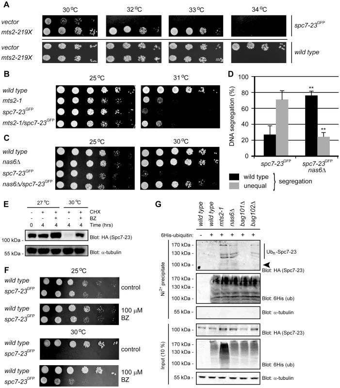 Spc7-23 is degraded via the ubiquitin-proteasome pathway.