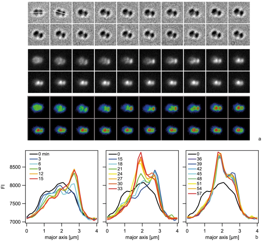 Spatio-temporal dynamics of ComE-mCherry upon addition of 10 kbp transforming DNA.