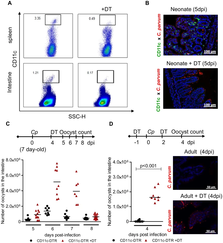 CD11c+ cells are necessary for the control of <i>C. parvum</i> infection.