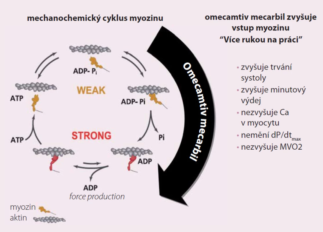Omecamtiv mecarbil (OM) – nový srdeční aktivátor myozinu.
Upraveno dle Malik F, Hartman JJ, Elias KA et al. Science 2011; 331: 1439–1443.