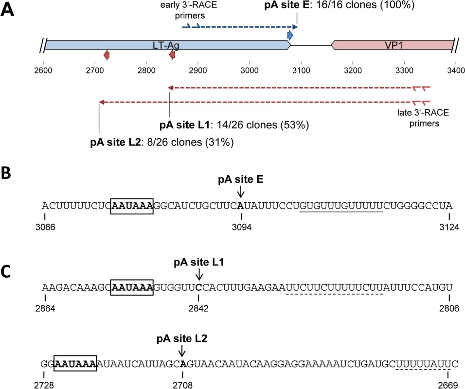 Mapping of early and late strand polyadenylation sites.