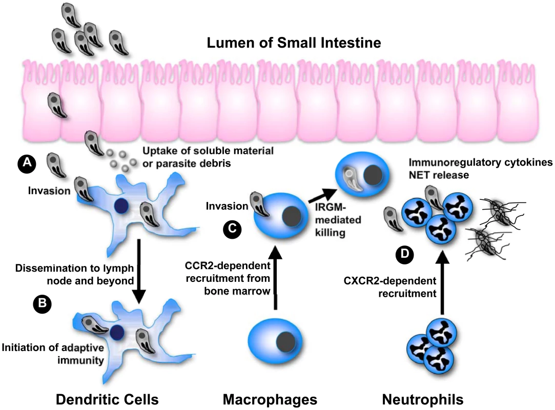 Integrating phagocyte function with <i>T. gondii</i> infection.