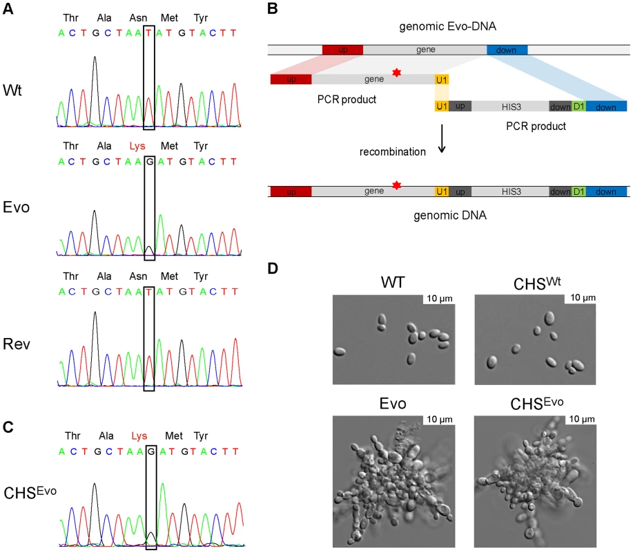 A single nucleotide exchange is sufficient to produce the evolved phenotype.