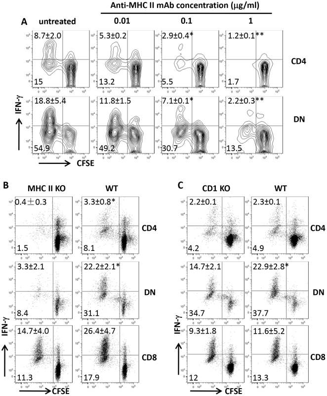 DN T cells are restricted by MHC II molecules.