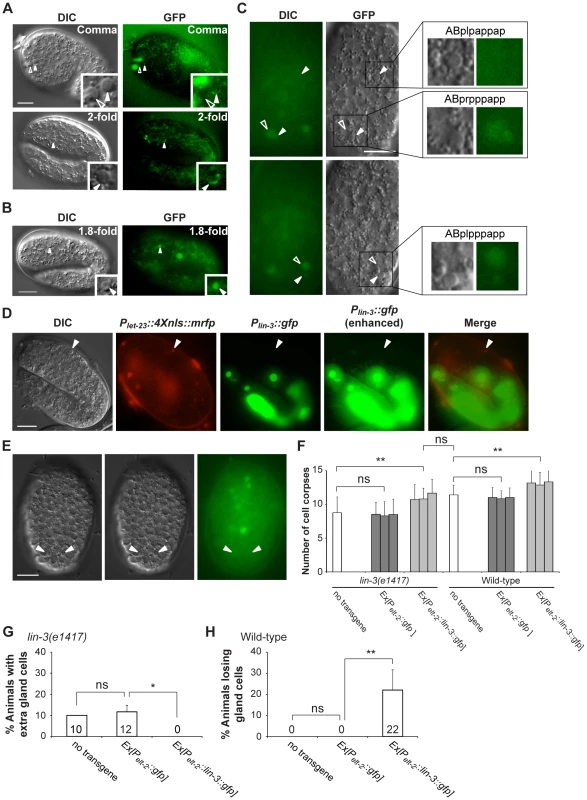 <i>let-23</i> is expressed in dying cells, whereas <i>lin-3</i> acts in a cell-nonautonomous manner to promote PCD.