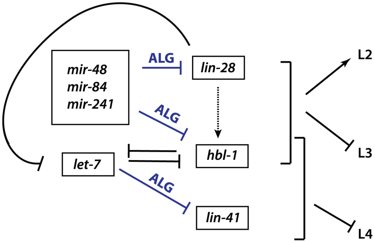 Genetic network of heterochronic genes regulating the developmental timing of cell divisions associated with the larval stages of <i>C. elegans</i> development.