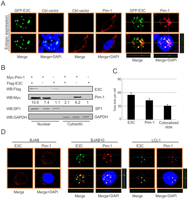 EBNA3C co-localizes with Pim-1 and facilitates its nuclear translocation.