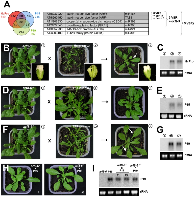 Heterozygous and homozygous <i>arf8</i> mutant backgrounds respectively attenuate and alleviate the developmental phenotypes incurred by VSRs.
