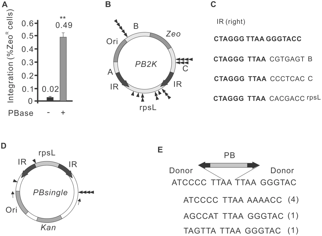 Autointegration properties of <i>PiggyBac</i> transposition.