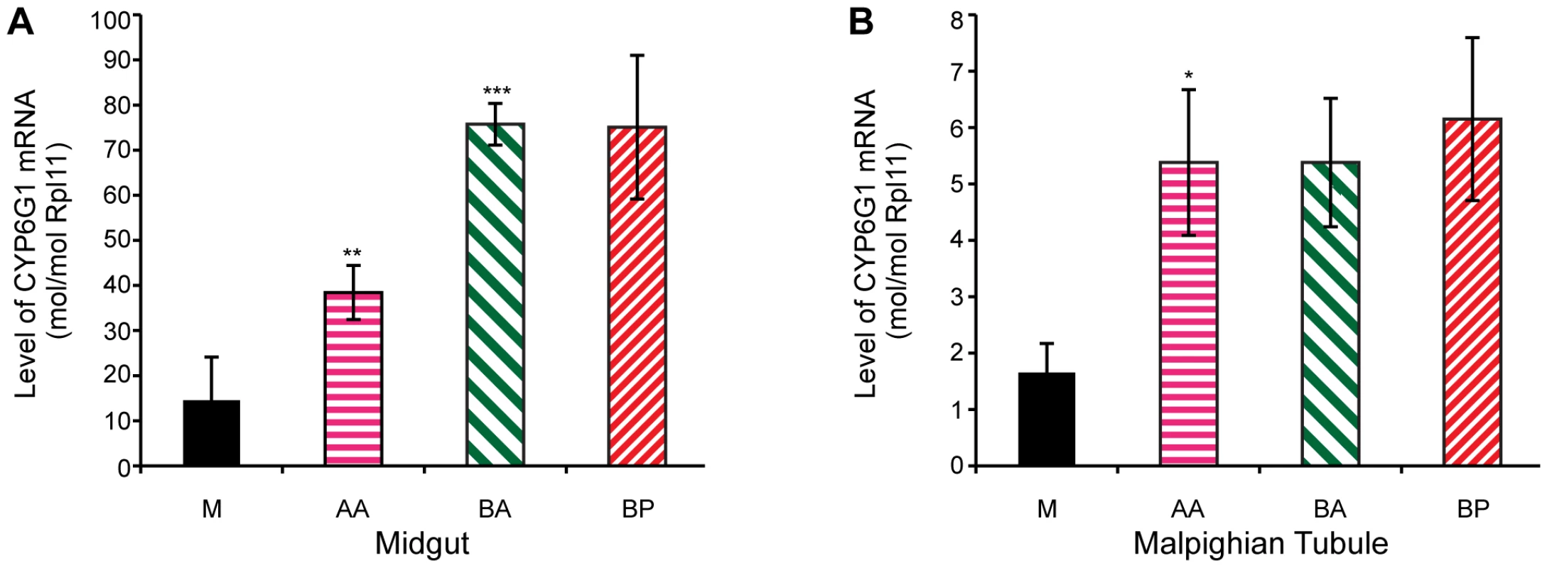 <i>Cyp6g1</i> transcription in adult midgut and malphigian tubule.