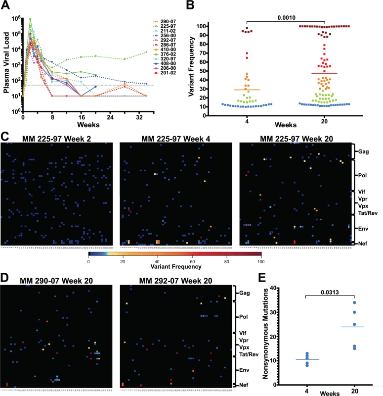Extensive sequence evolution in SIVΔnef.