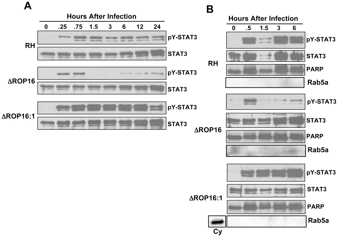 Defective STAT3 tyrosine phosphorylation and nuclear accumulation in the absence of ROP16.