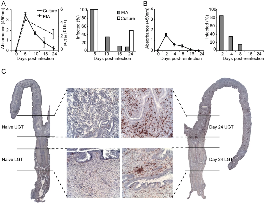 The adaptive immune response is protective against re-infection with <i>C. trachomatis</i>.