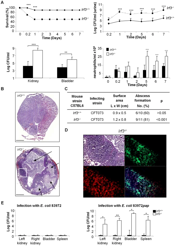 Increased mortality and tissue damage in <i>Irf3<sup>−/−</sup></i> mice after experimental UTI.