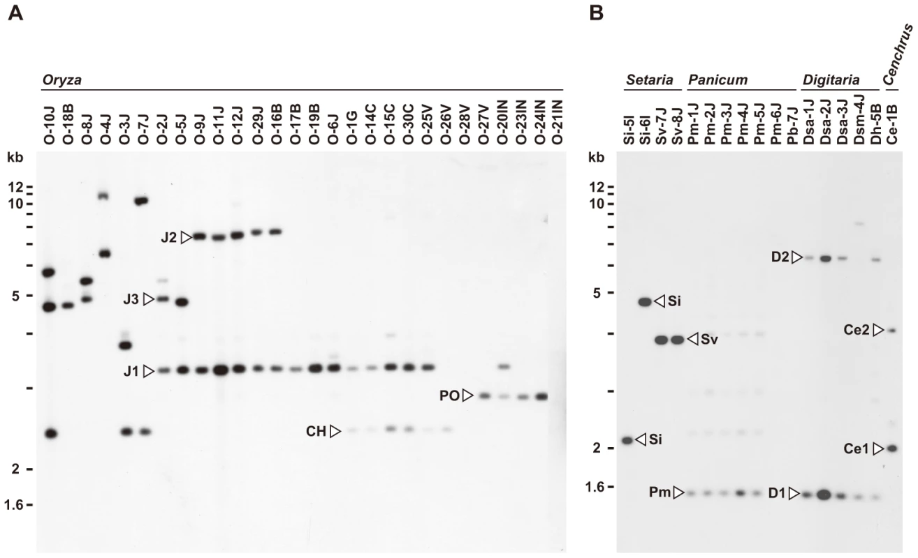 Southern blot analysis of <i>AVR-Pita</i> homologs in <i>Pyricularia</i> isolates.