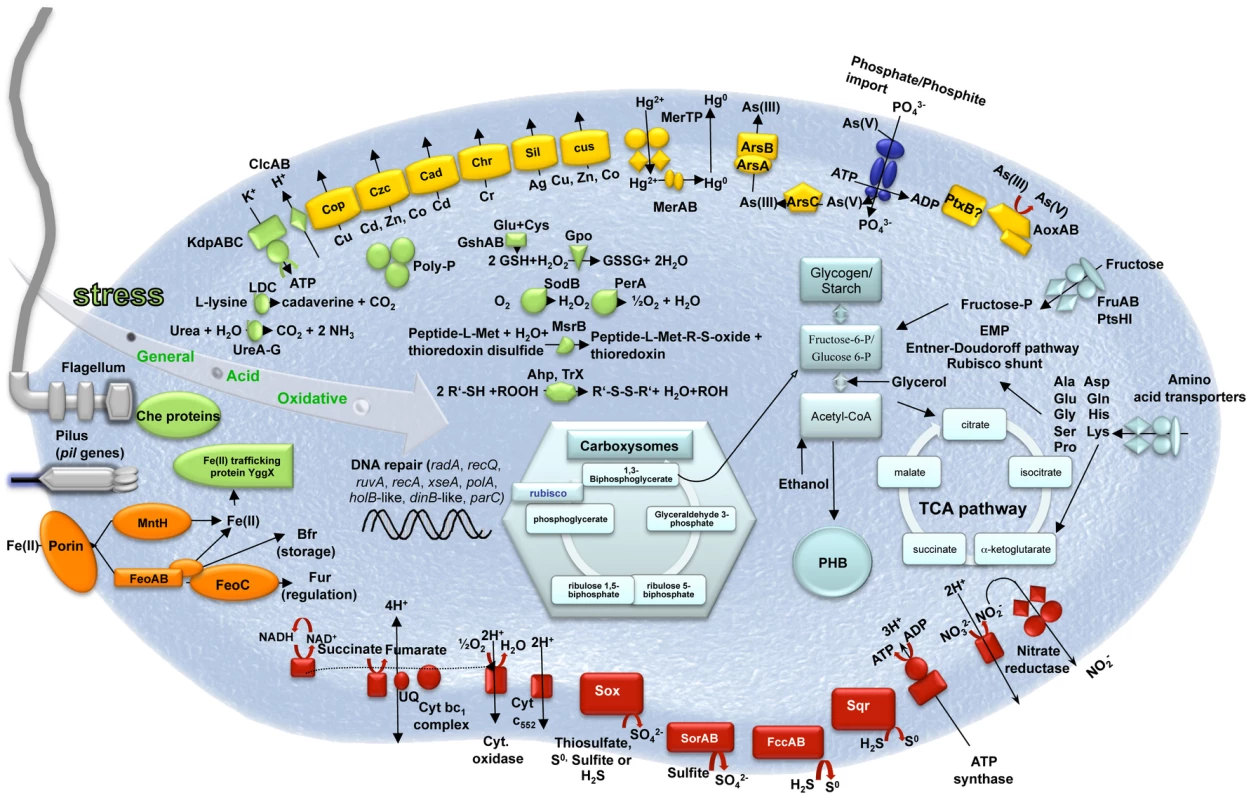 Schematic representation of the major metabolic pathways in <i>Thiomonas</i> sp. 3As.