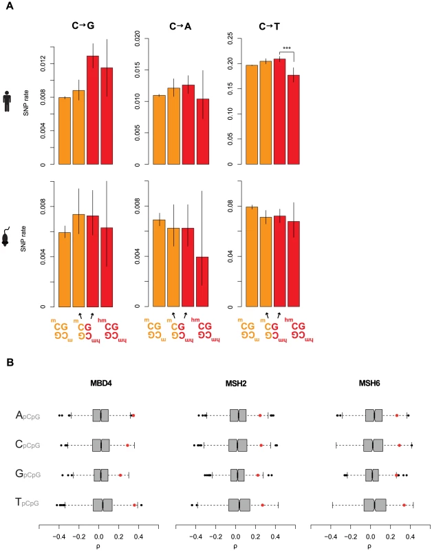 Elevated C to G rates at asymmetrically hydroxymethylated sites.