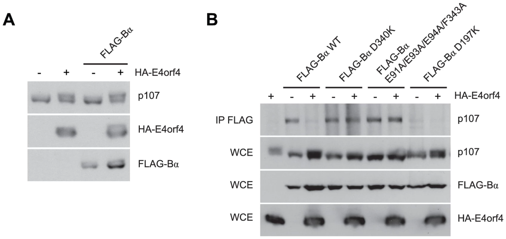 E4orf4 causes p107 hyperphosphorylation and prevents binding of p107 to PP2A<sup>B55α</sup>.
