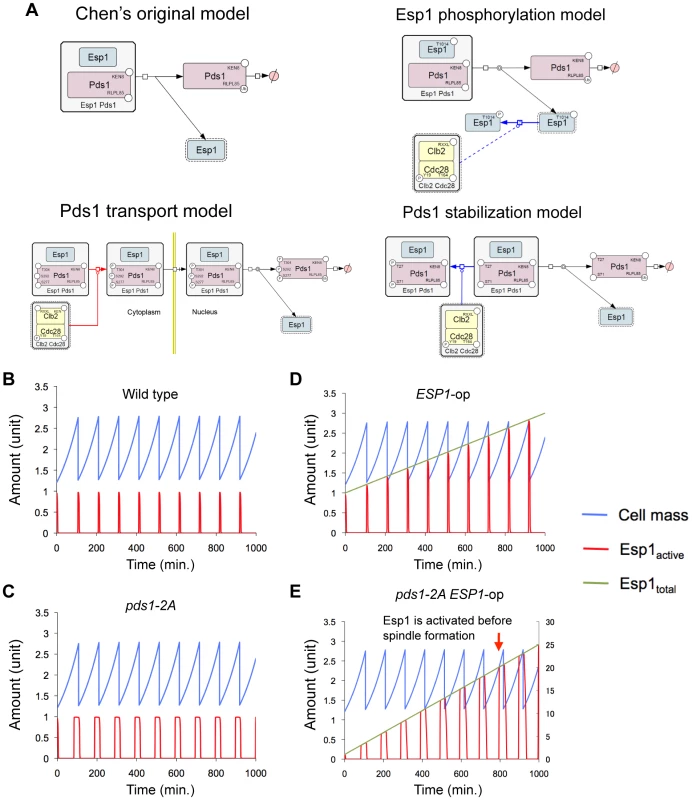 Modified Chen's models and simulation results of Pds1 stabilization model.