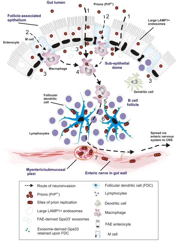 Proposed model for the for prion neuroinvasion from gut lumen via Peyer's patches to enteric nervous system.