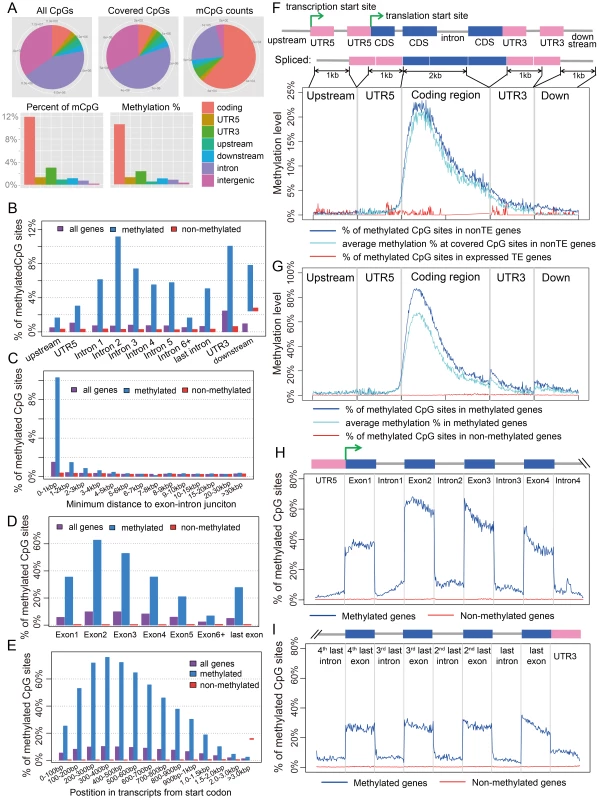 Distribution of CpG DNA methylation in the <i>Nasonia</i> genome across protein-coding genes.