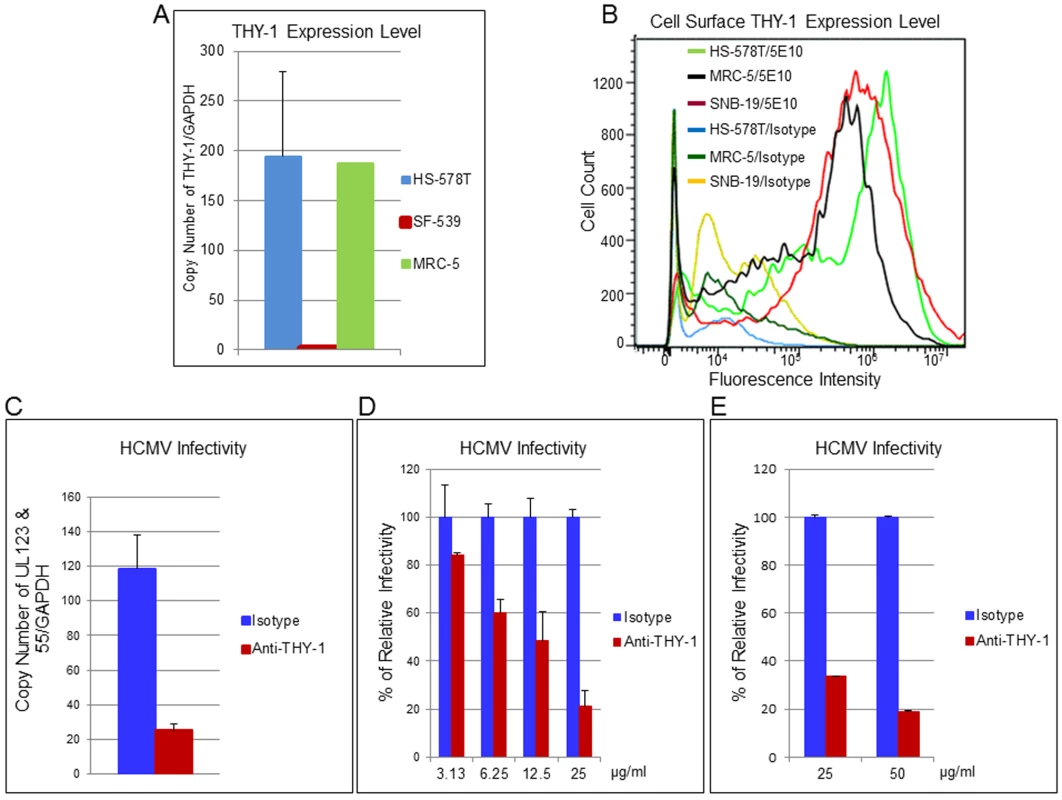 THY-1 antibody binds to cell surface THY-1 protein and blocks HCMV entry in a dose-dependent manner.