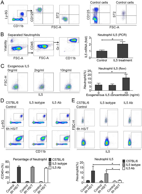 The effects of exogenous recombinant interleukin (IL) 5 or IL5 neutralization on neutrophil IL5 expression in the lungs of C57BL/6 mice after resuscitated hemorrhagic shock and tissue trauma (HS/T).