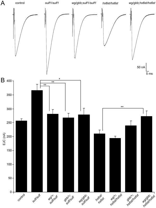 WNT and BMP signals genetically interact with <i>sulf1</i> and <i>hs6st</i> nulls.