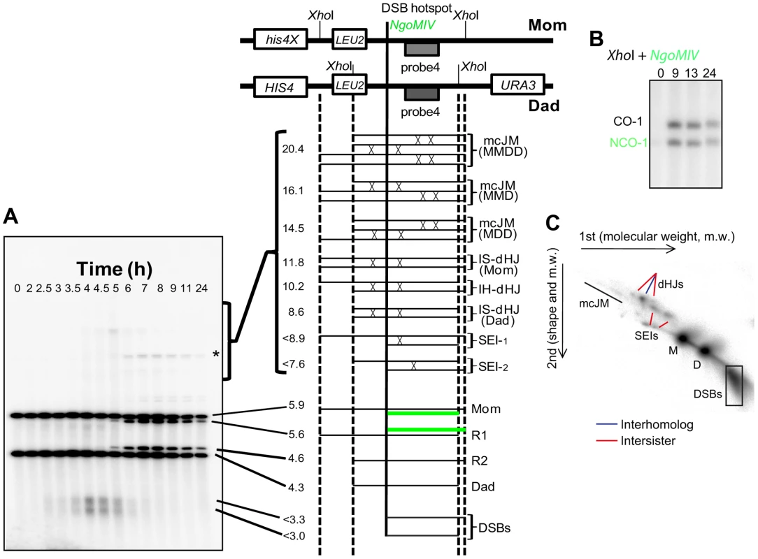 Assessment of meiotic recombination at the <i>HIS4LEU2</i> hotspot.