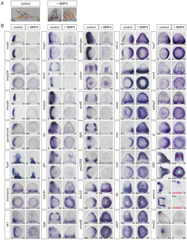 Overactivation of BMP signaling eliminates the expression of ventral and ciliary band marker genes and expands the dorsal territory.