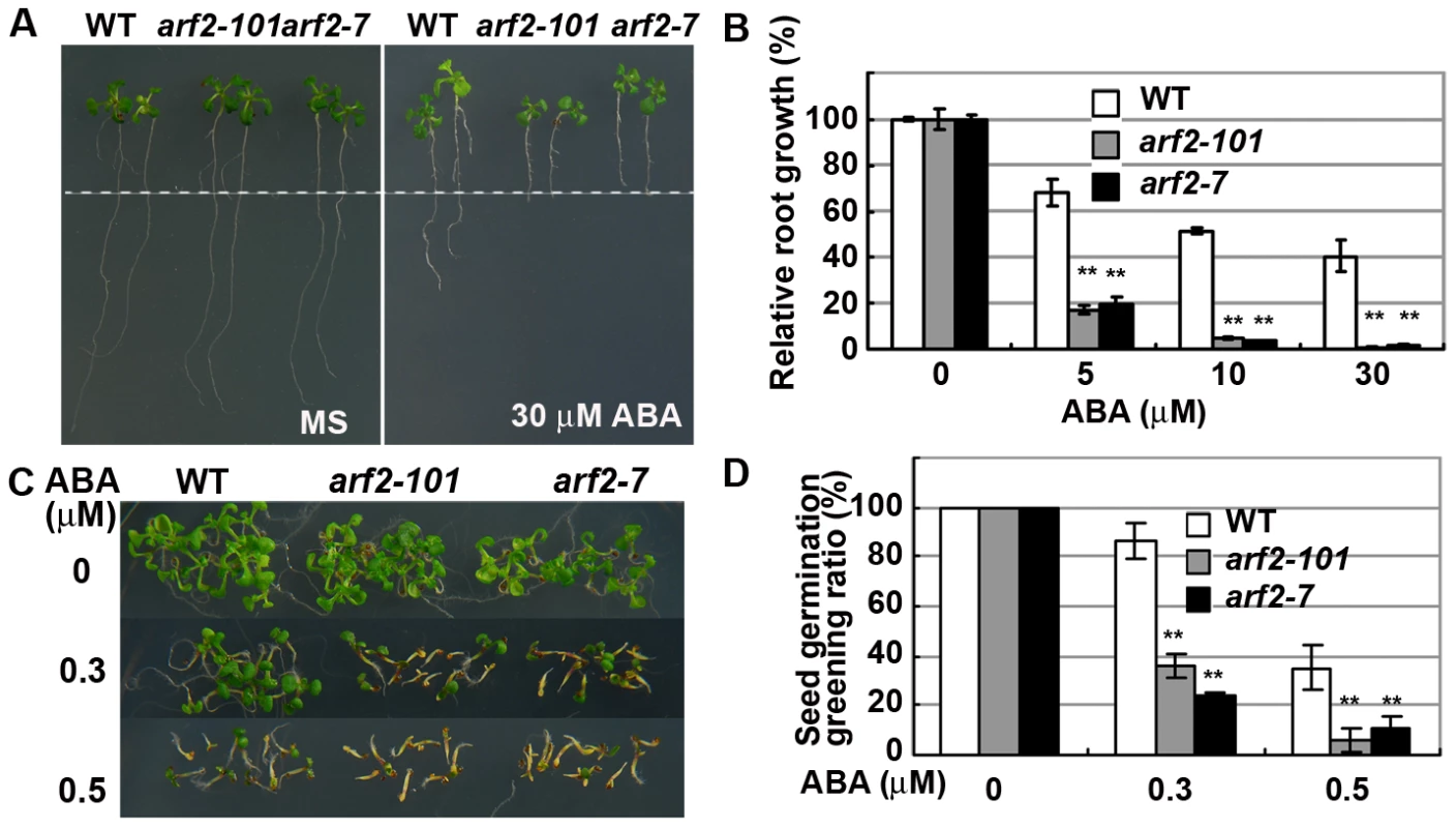 <i>arf2</i> mutants are hypersensitive to ABA.
