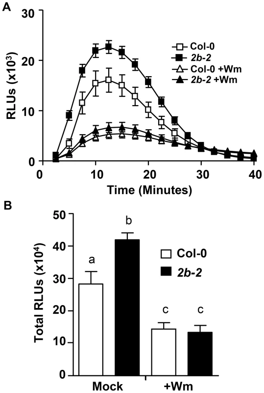 For <i>drp2b</i>, increased flg22-induced ROS production is sensitive to Wortmannin.