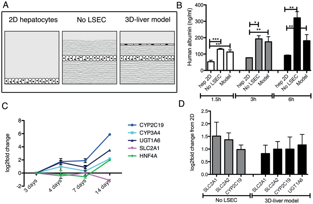 Expression of hepatocyte functions in the human 3D-liver model.