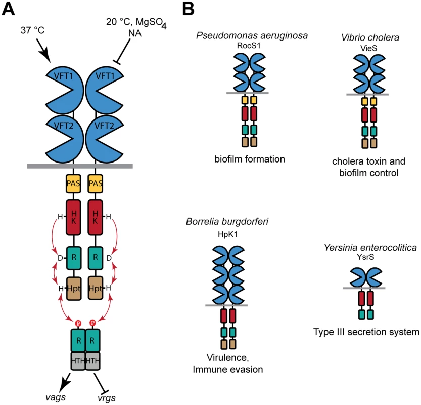 Function of BvgS and selected homologs.