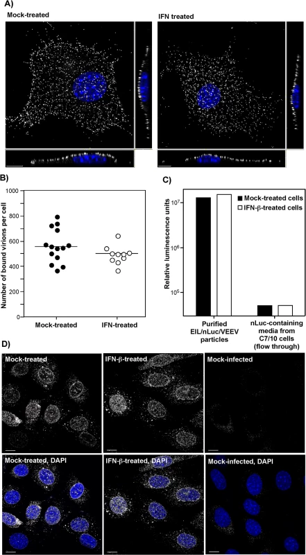 IFN-β treatment does not affect virus attachment, entry, or disassembly.