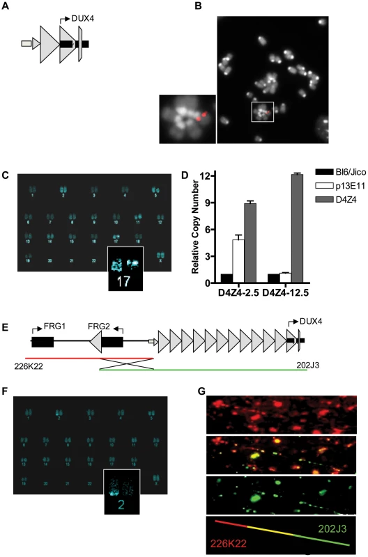 Integration site and copy number of D4Z4-2.5 and D4Z4-12.5 constructs in the mouse genome.
