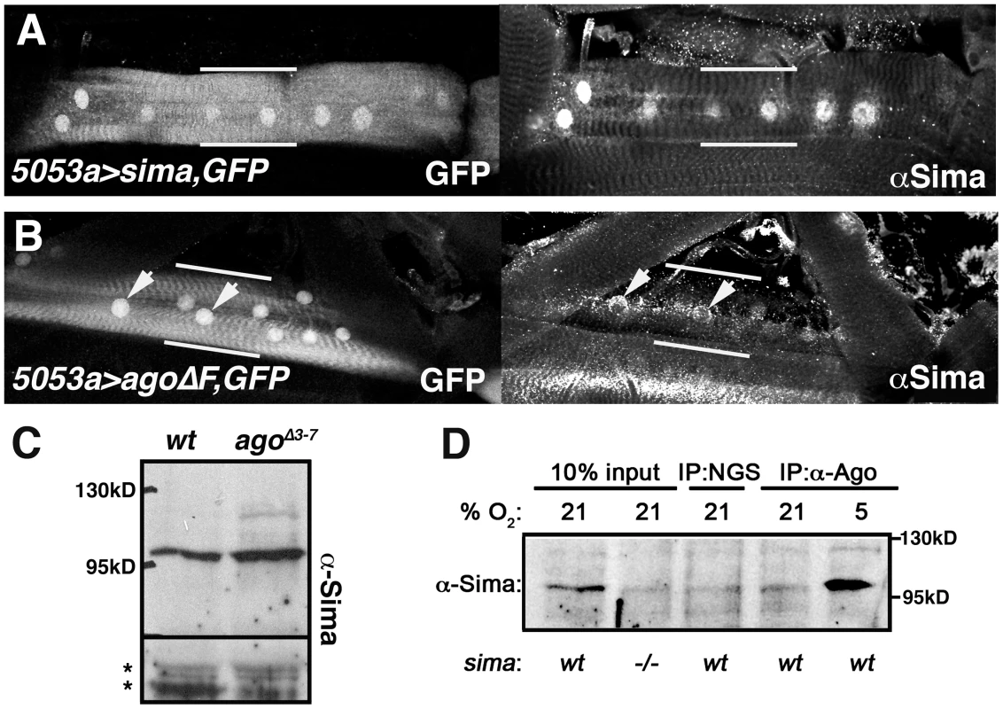 Ago associates with Sima and limits its abundance in peripheral tissues.