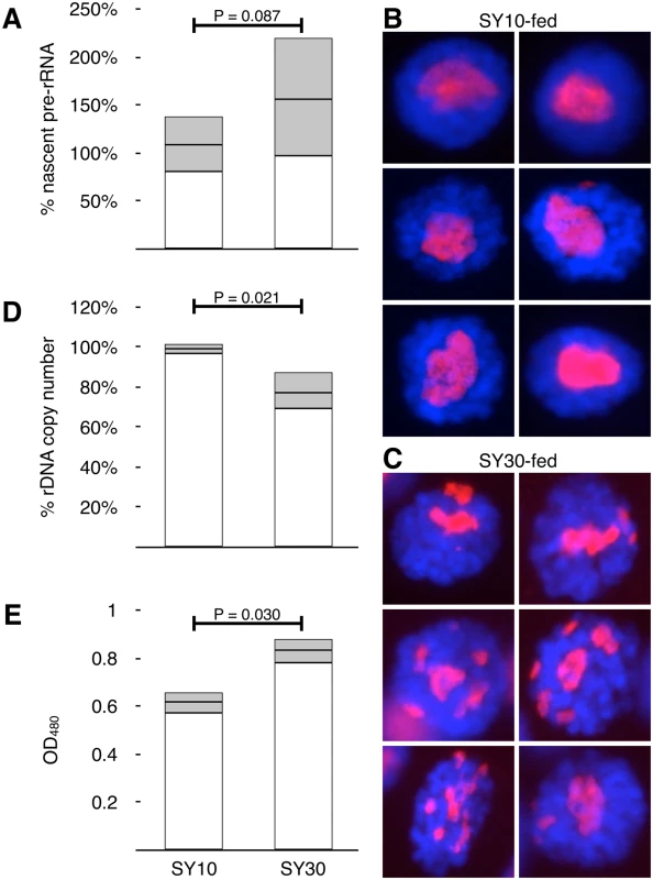 Larval diet influences rDNA activity and stability.