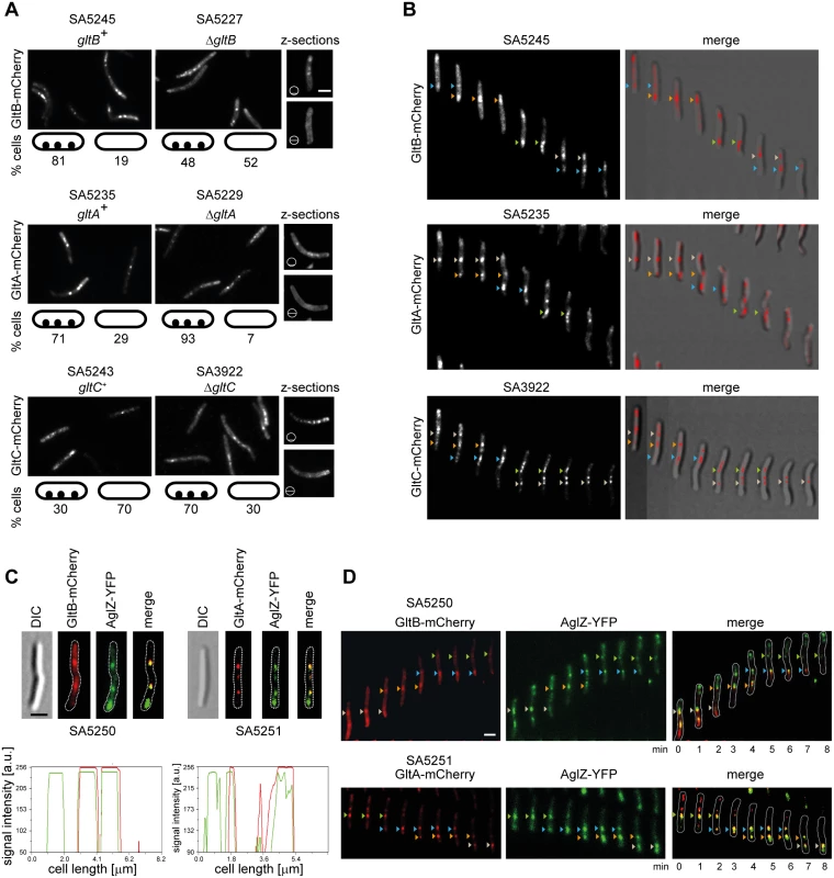 GltB and GltA are incorporated into gliding motility complexes.