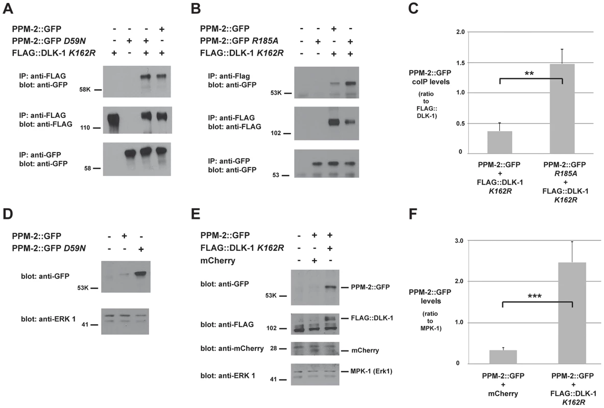 PPM-2 binds to DLK-1.
