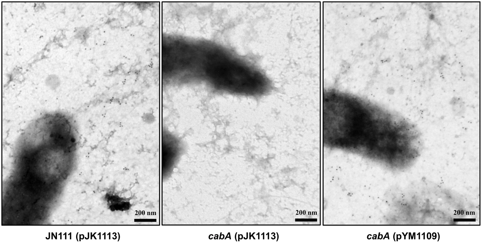 Distribution of CabA in biofilms.
