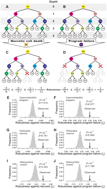 Animal developmental cell lineages are robust to necrosis and program failure.