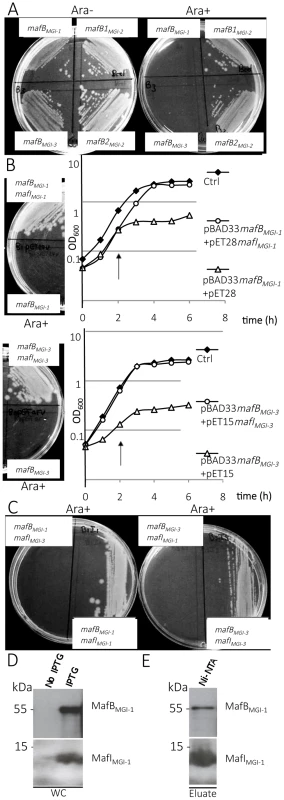 Toxic effect of MafB proteins of NEM8013 strain on <i>E. coli</i> growth.
